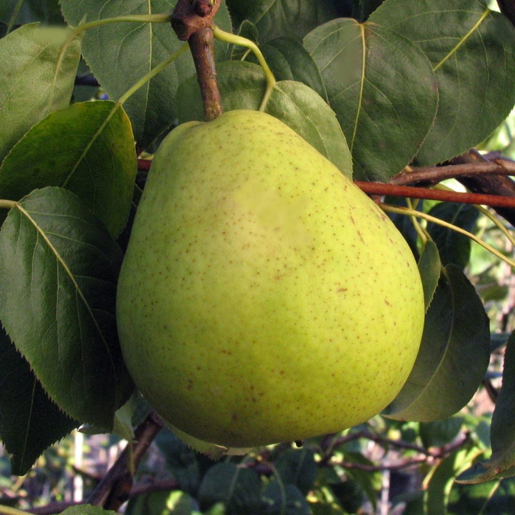 Pyrus combination 'Pear' - Multiplants