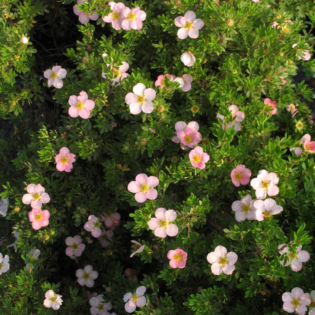 Potentilla fruticosa 'Pink Beauty' - Multiplants