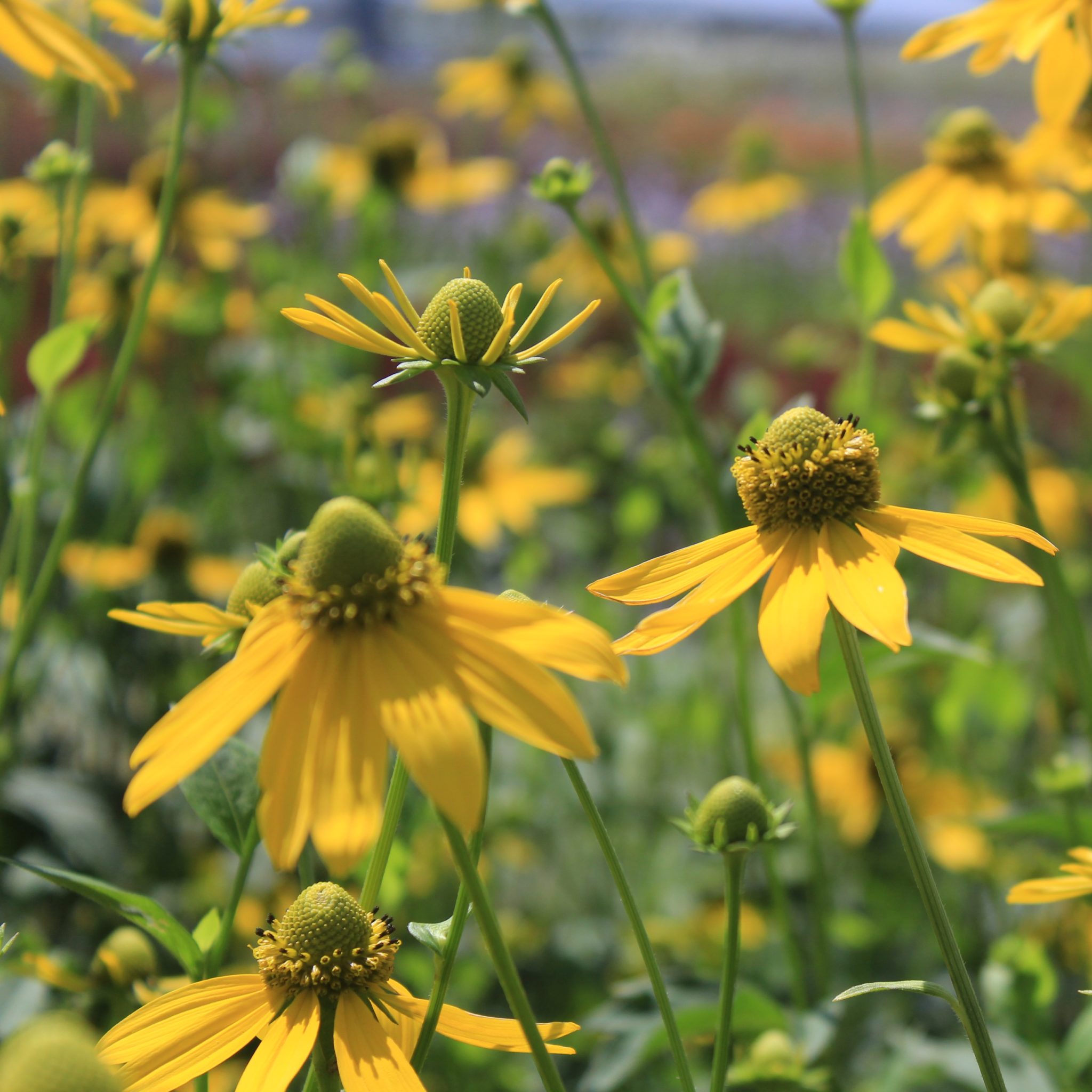 Rudbeckia Laciniata Multiplants rudbeckia-laciniata-multiplants