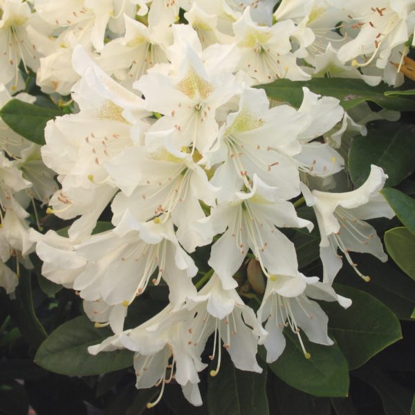 Rhododendron Cunninghams  White Multiplants