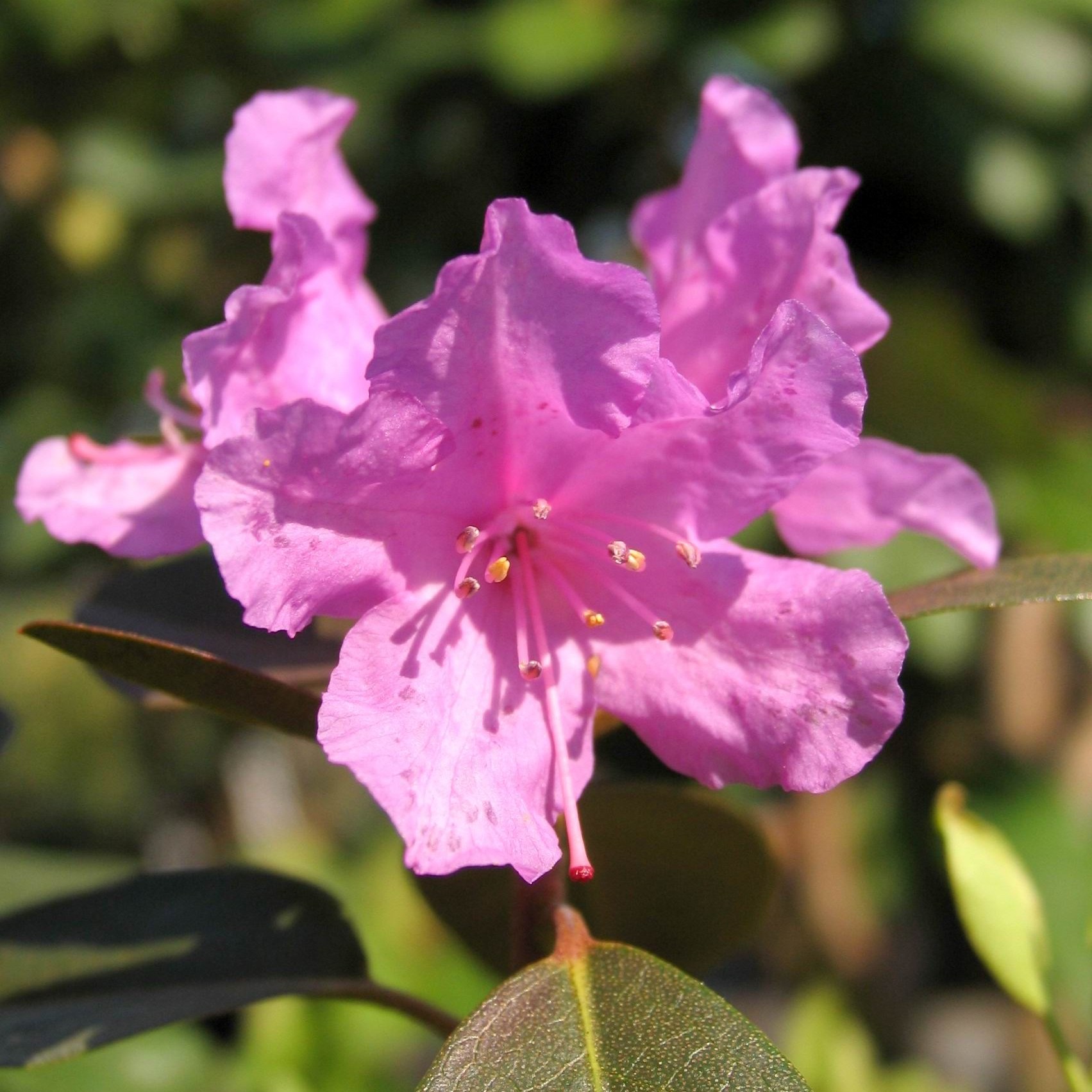 Rhododendron Maximum Compacta