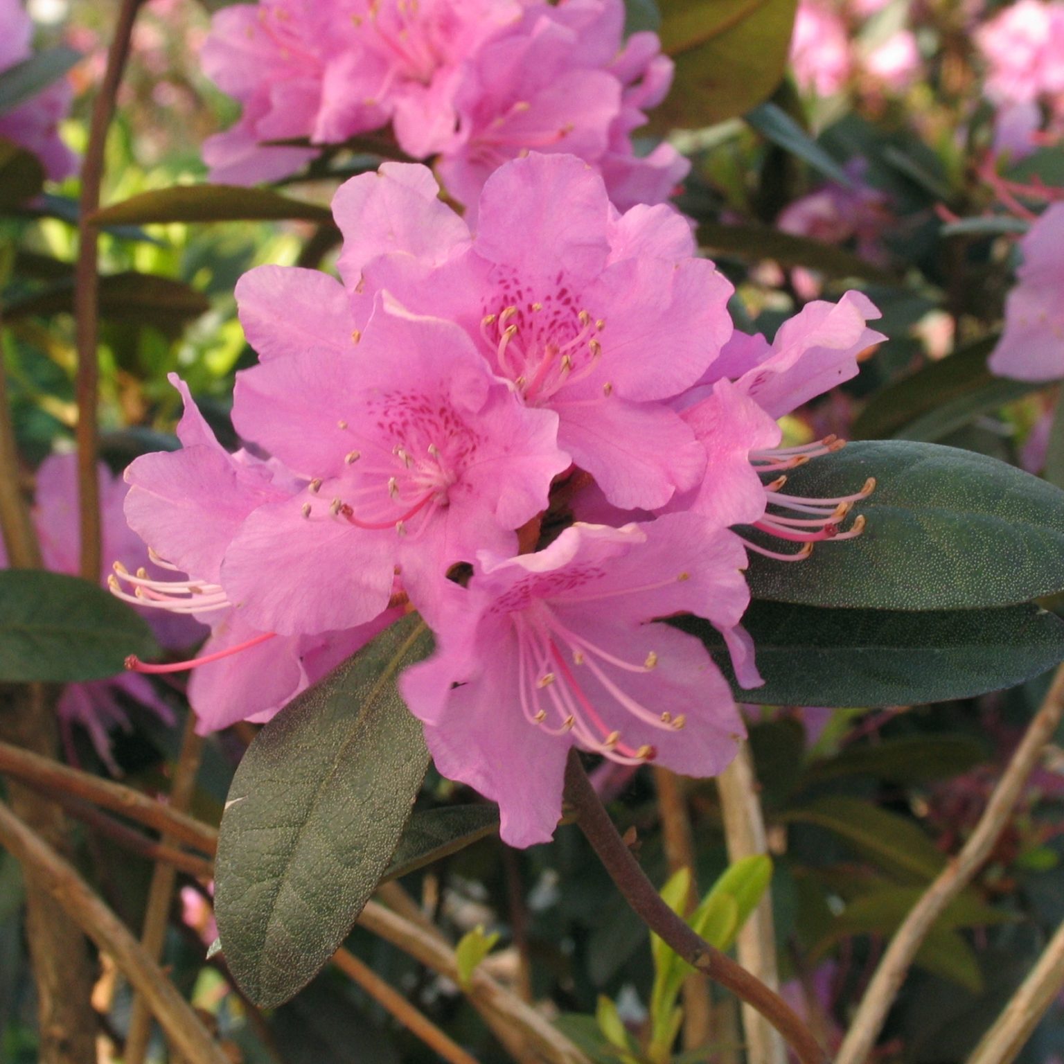 Rhododendron 'P.J.M. Elite' Multiplants Rhododendron 'P.J.M. Elite' Multiplants