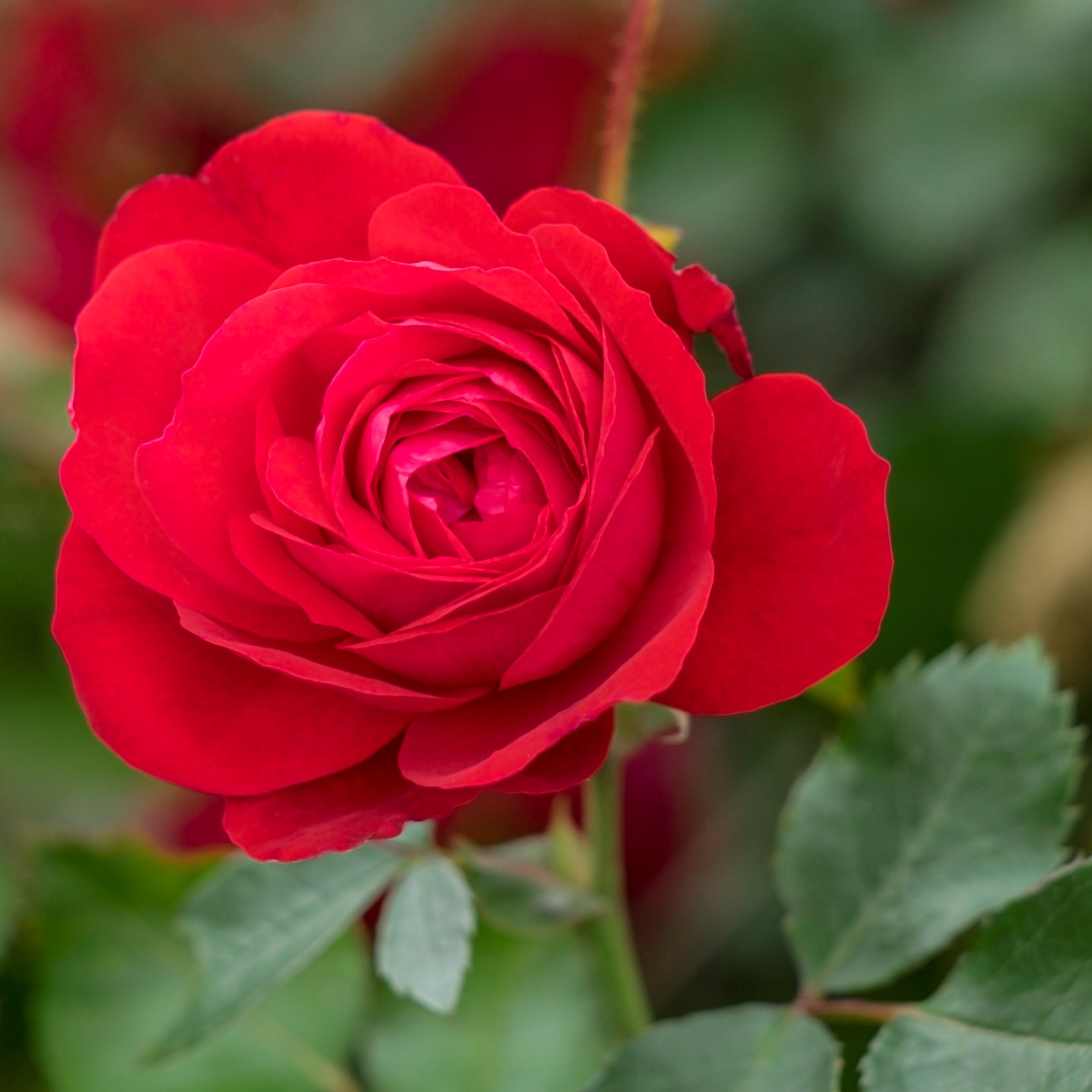 Rosa 'Canadian Shield' Multiplants