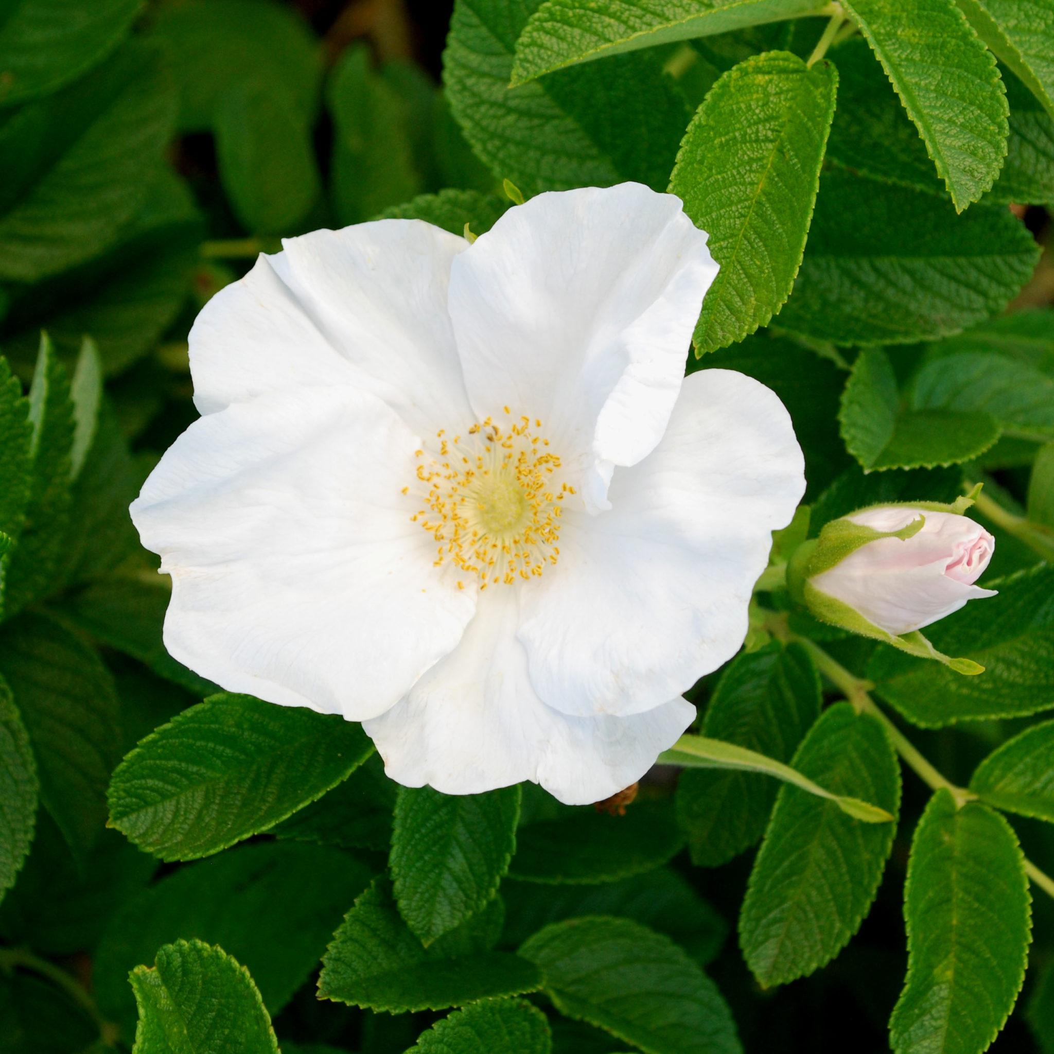 Rosa rugosa alba plants