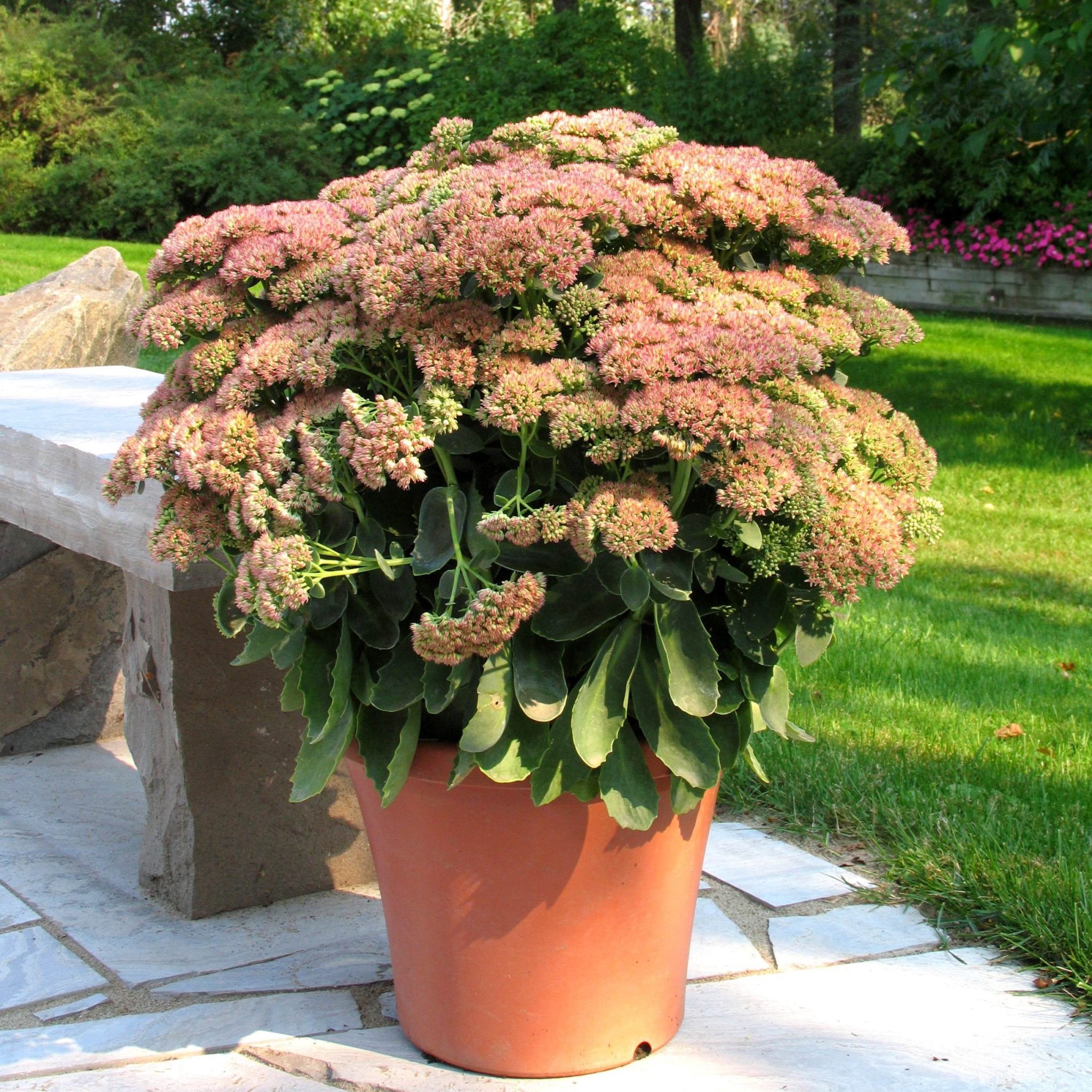 autumn joy sedum in pots autumn joy sedum in pots