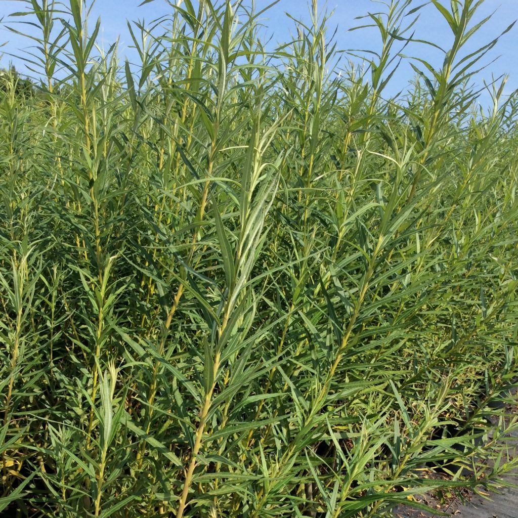 Salix viminalis Multiplants