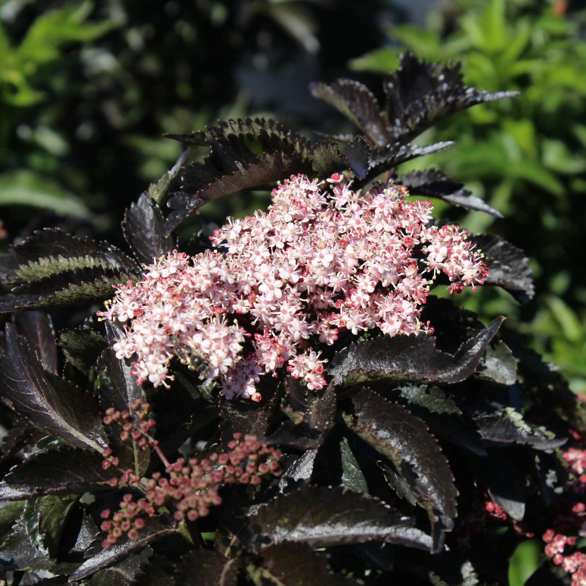 Sambucus nigra 'Black Tower' Multiplants