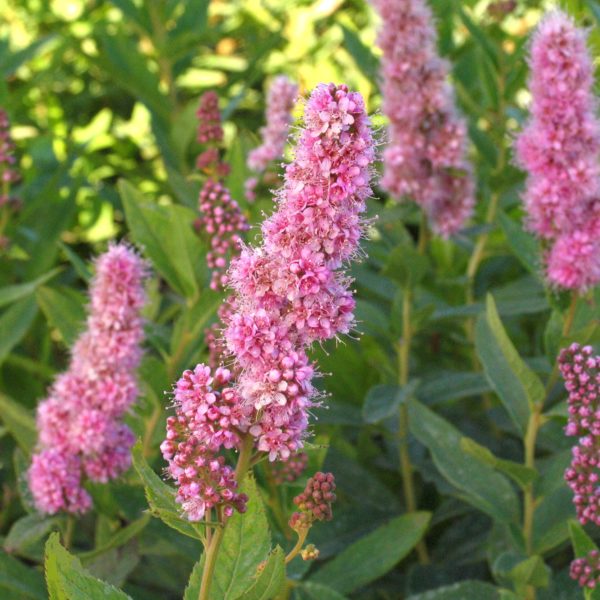 Spiraea Billardii Triumphans Multiplants