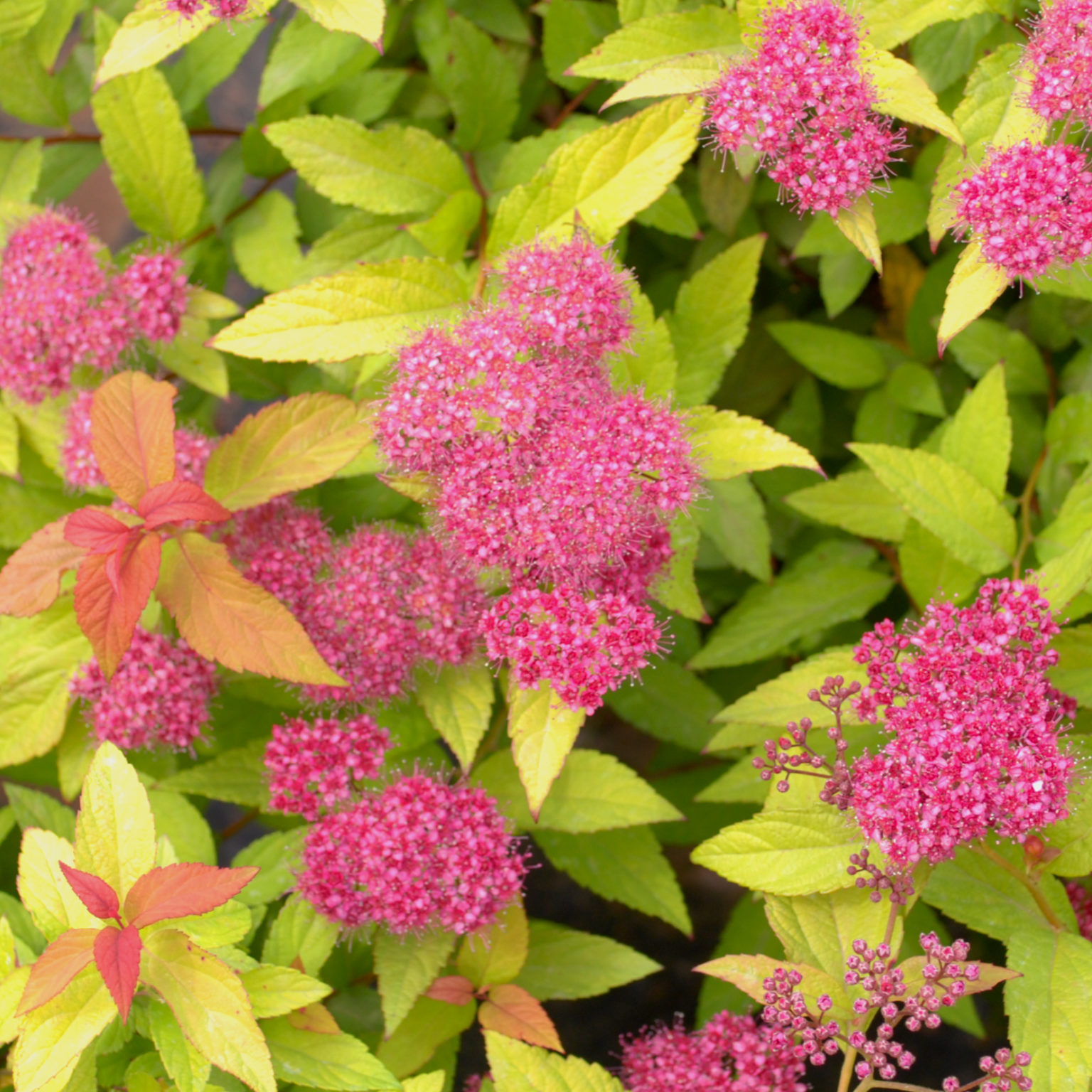 Spiraea bumalda ‘Goldflame’ Multiplants