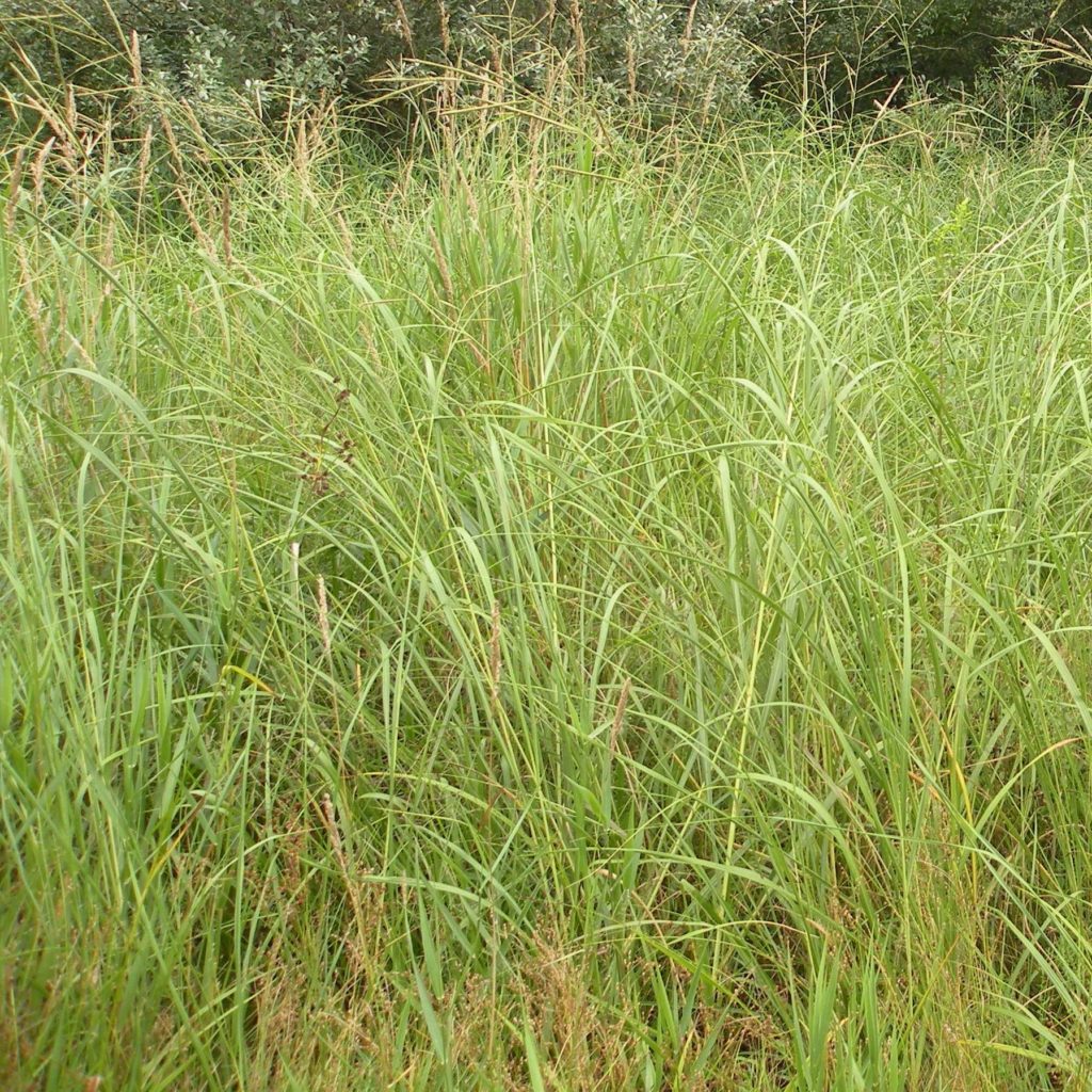 Spartina pectinata Multiplants