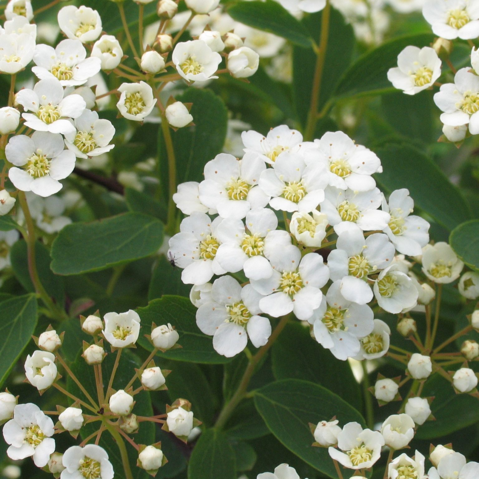 Spiraea vanhouttei Multiplants