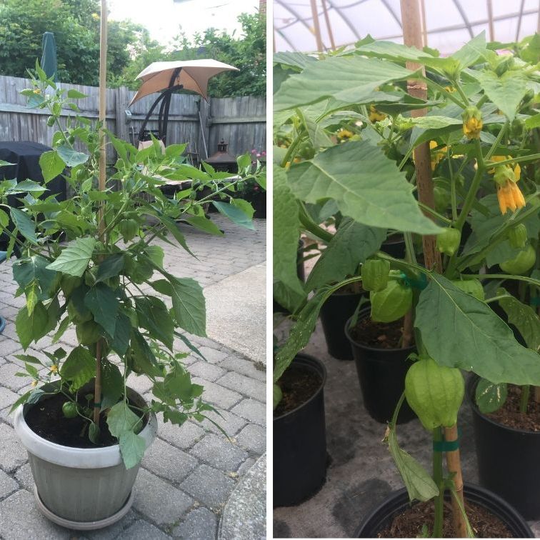 Tomatillo' Tomatoes Multiplants