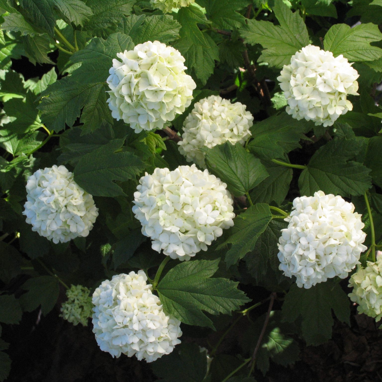 Viburnum opulus 'Sterile' Multiplants