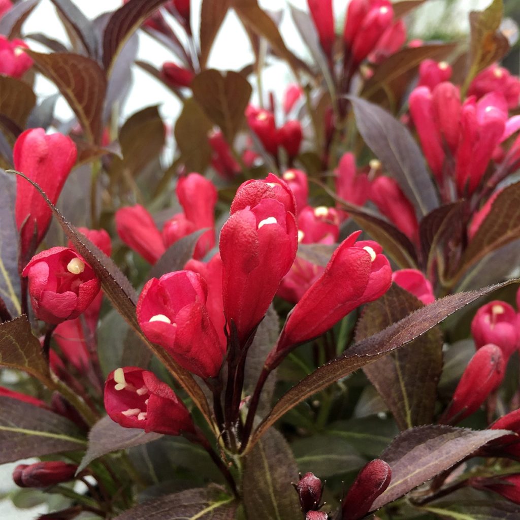 Weigela 'Electric Love' Multiplants
