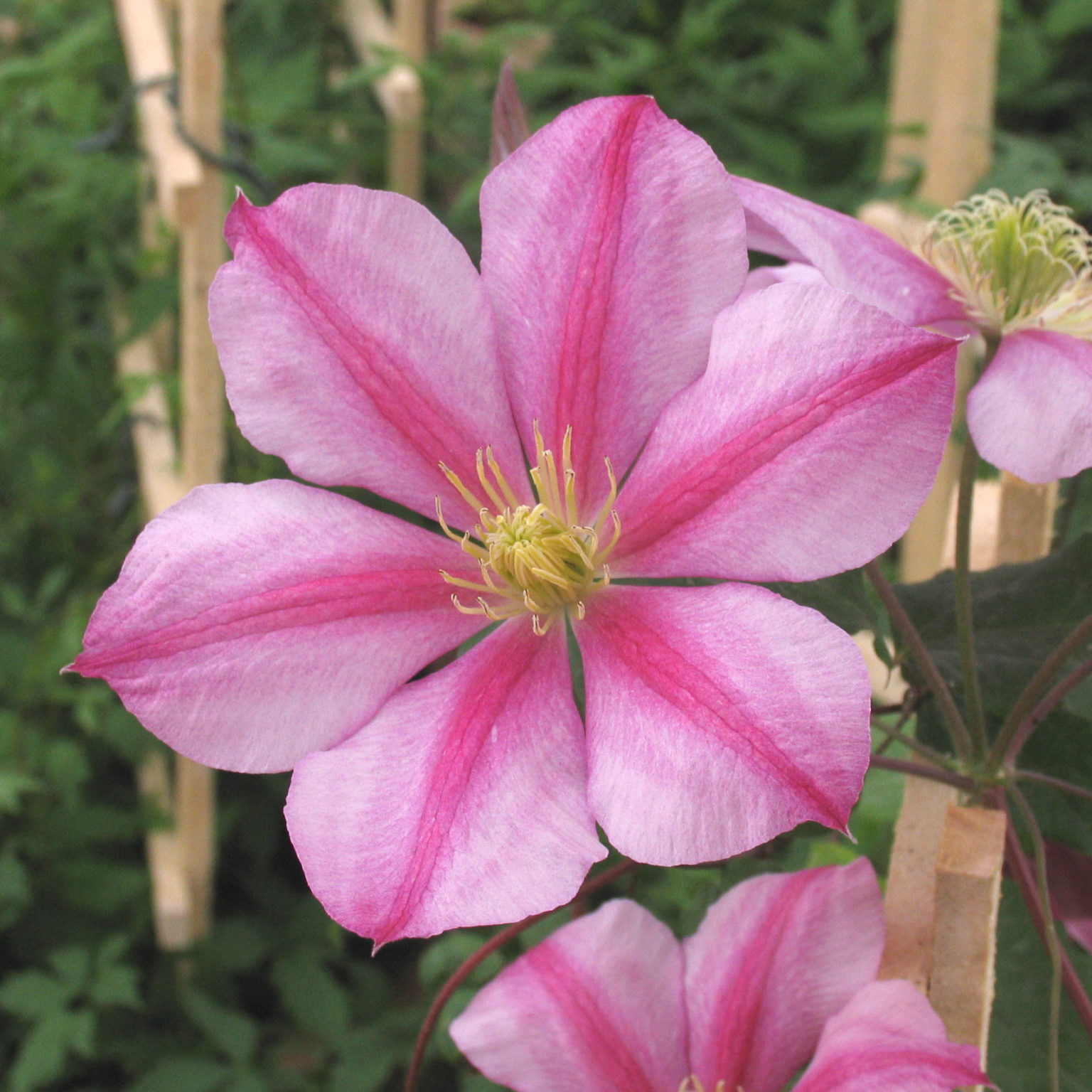 Clematis 'Bees Jubilee' Multiplants