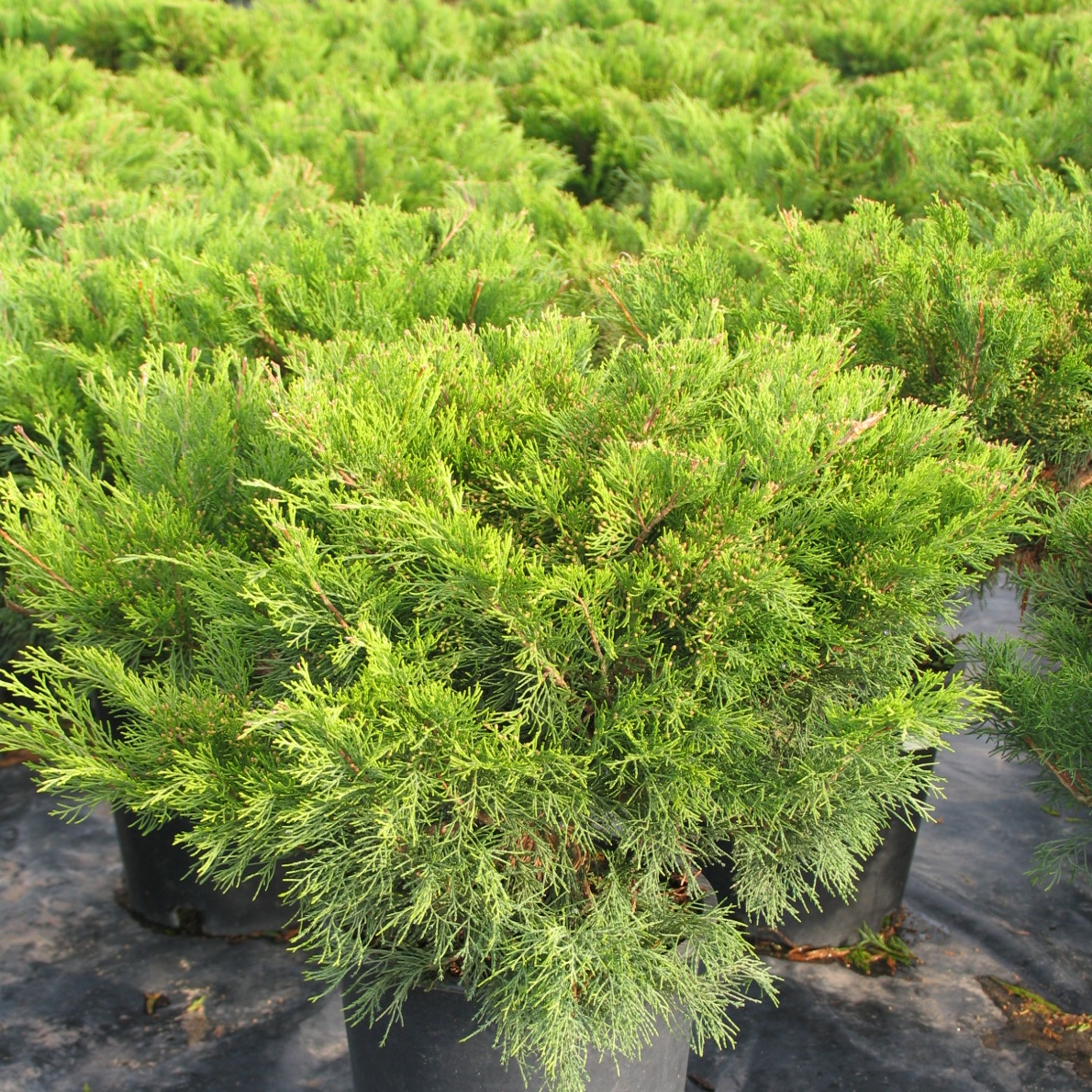 juniperus-sabina-skandia-multiplants