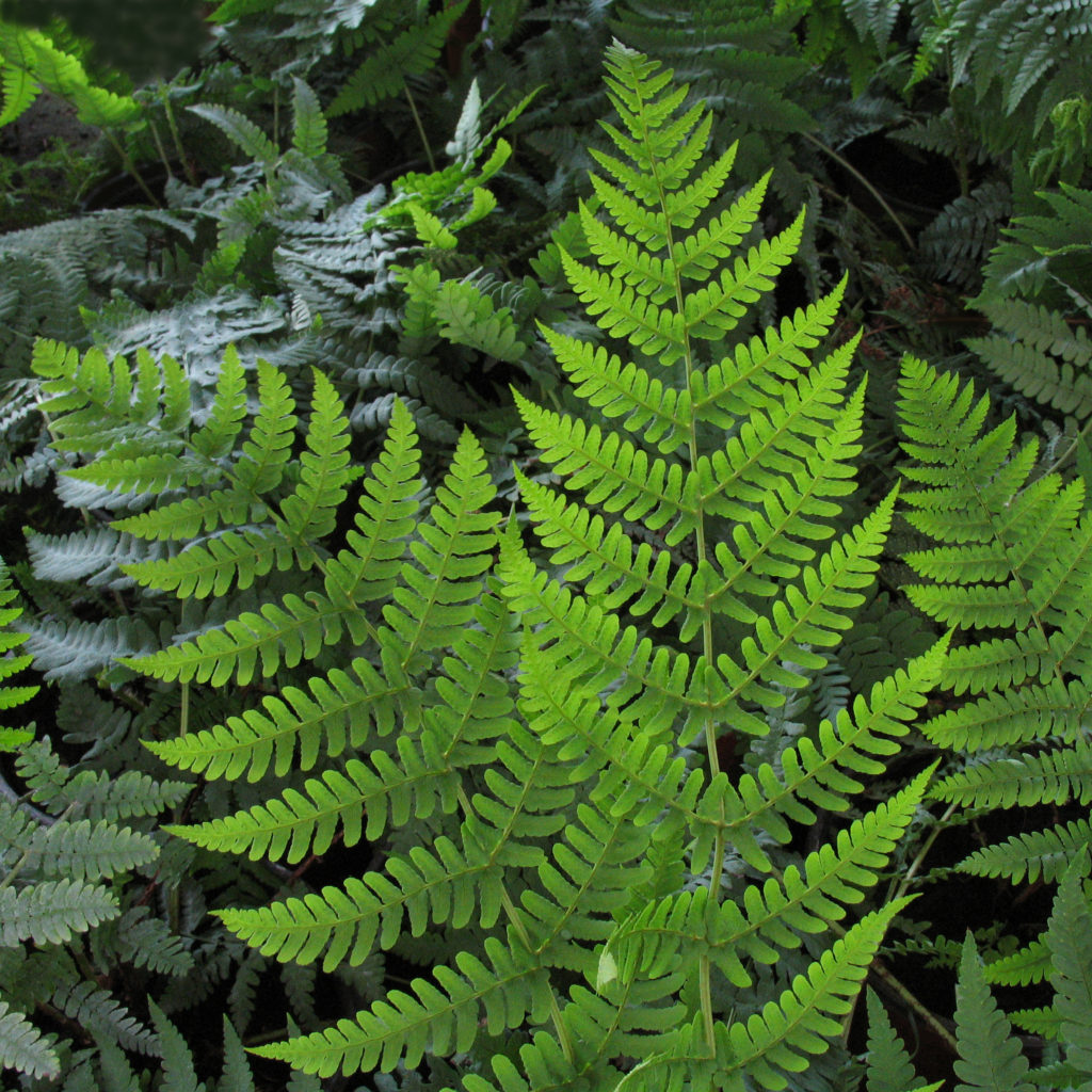 Dryopteris marginalis Multiplants