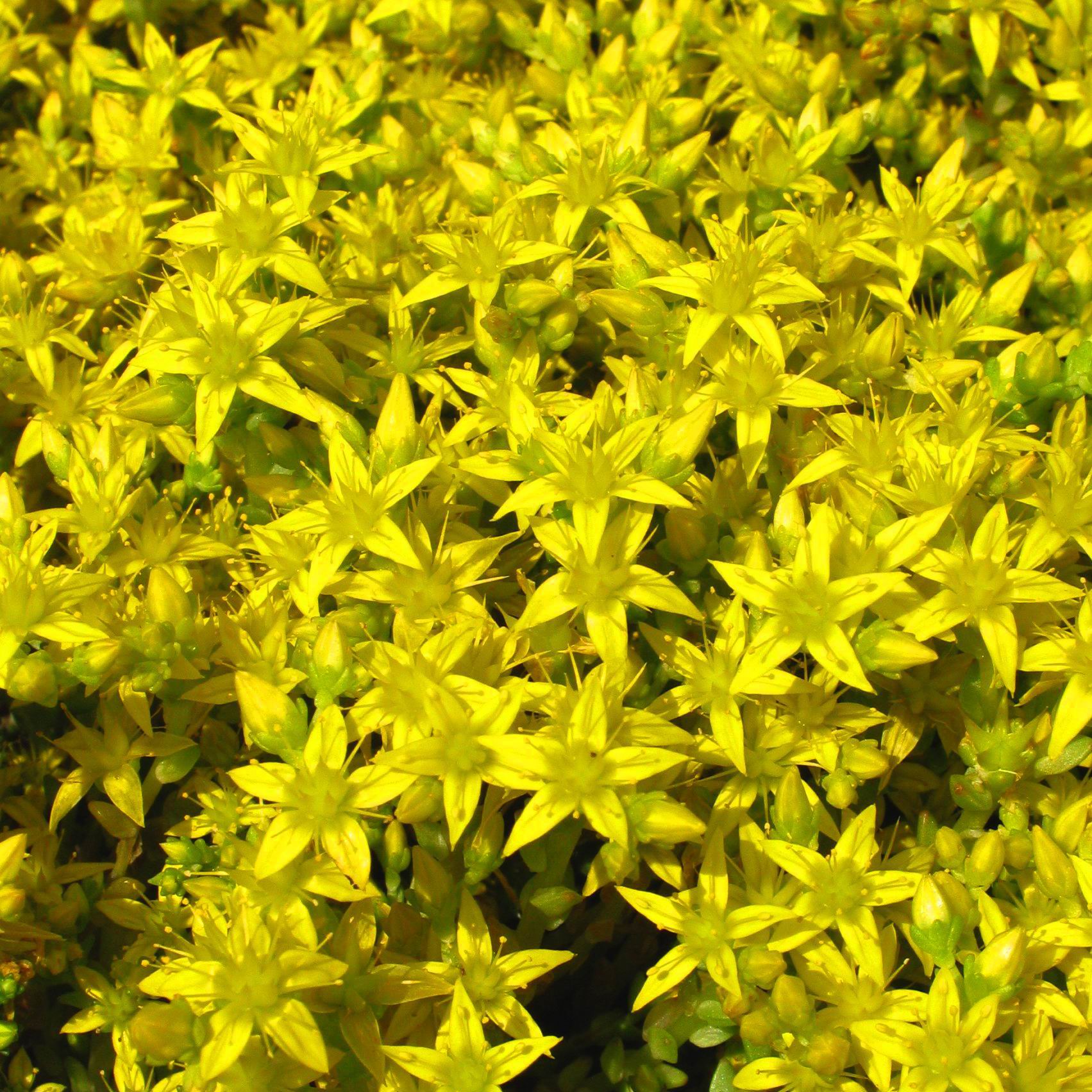 sedum-acre-multiplants
