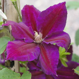 Clematis ‘Julka’ – Multiplants